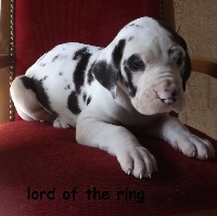 lord of the ring