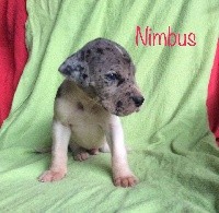 Nimbus