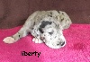 liberty