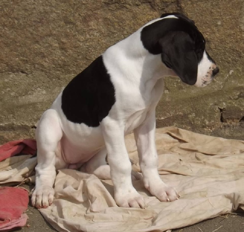 d'aslome d'Oraj - Dogue allemand - Portée née le 20/01/2015